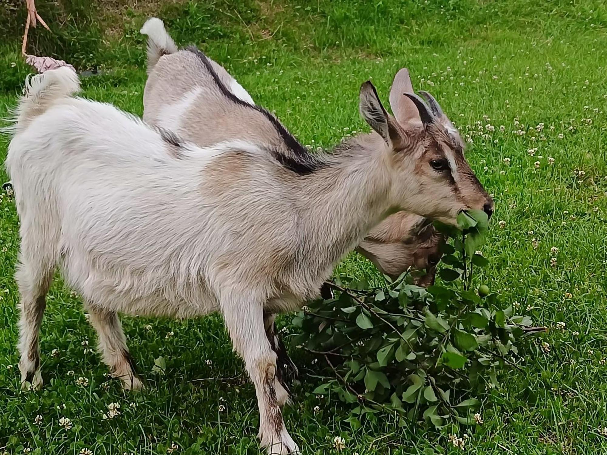 Domek Nad Lasem Koniakow Bagian luar foto